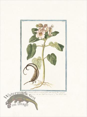 Bonelli 191 Martynia